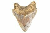 Serrated, Fossil Megalodon Tooth - West Java, Indonesia #226245-3